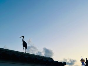 IMG_7253.jpeg